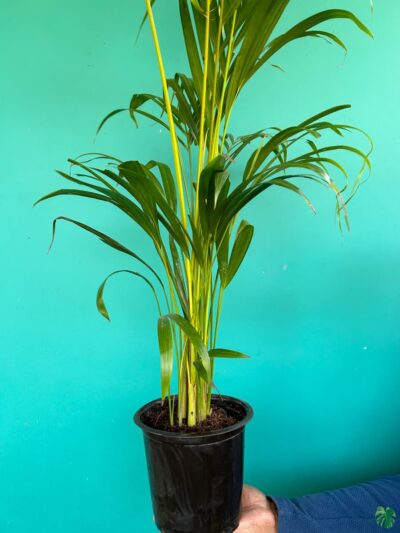 Areca-Palm-Dypsis-Lutescens-3x4-Product-Peppyflora-01-a-a-Moz