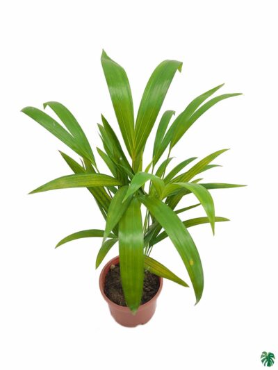 Areca-Palm-Dypsis-Lutescens-3x4-Product-Peppyflora-01-b-Moz