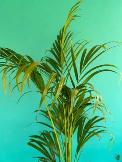 Areca-Palm-Dypsis-Lutescens-3x4-Product-Peppyflora-01-b-b-Moz
