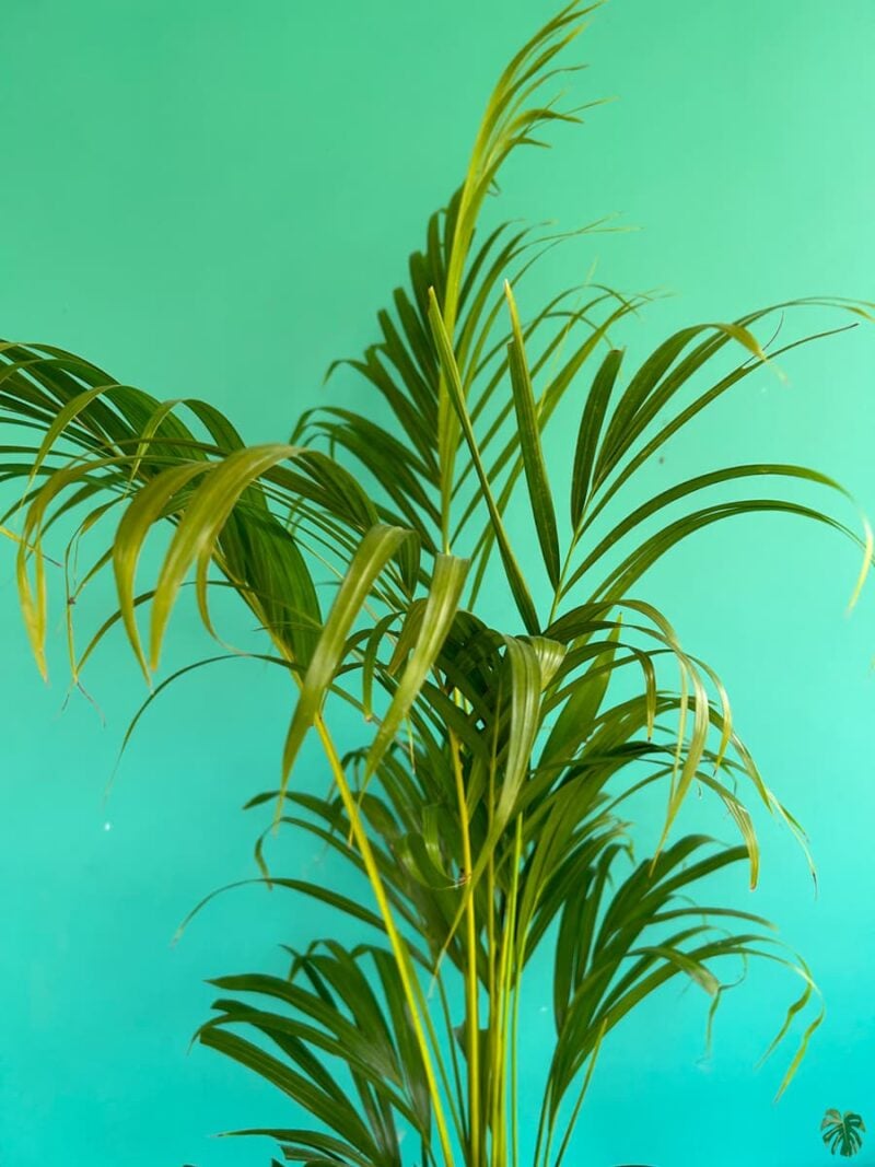Areca Palm Dypsis Lutescens 3X4 Product Peppyflora 01 B B Moz