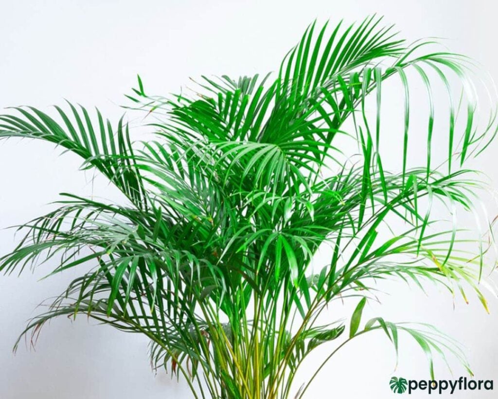 Areca-Palm-Dypsis-Lutescens-Product-Peppyflora-02-Moz