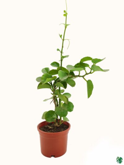 Cissus-Rotundifolia-3x4-Product-Peppyflora-01-a-Moz