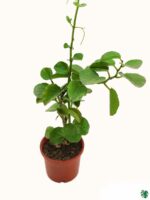 Cissus-Rotundifolia-3x4-Product-Peppyflora-01-b-Moz