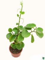 Cissus-Rotundifolia-3x4-Product-Peppyflora-01-c-Moz