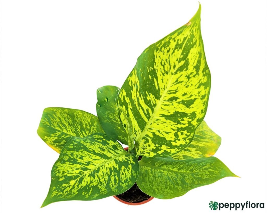 Dieffenbachia-Sparkle-Product-Peppyflora-02-Moz