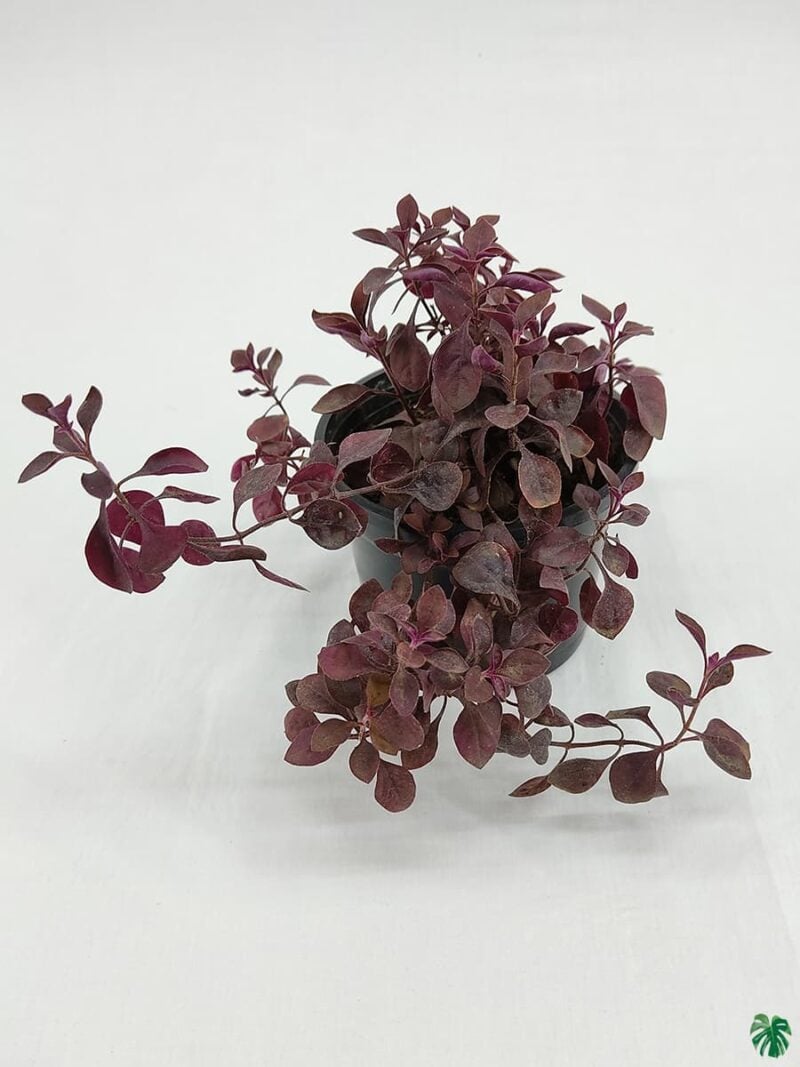 Duranta Red 3X4 Product Peppyflora 01 A Moz