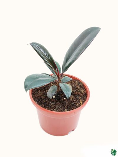 Dwarf-Black-Prince-Rubber-Plant-3x4-Product-Peppyflora-01-a-Moz