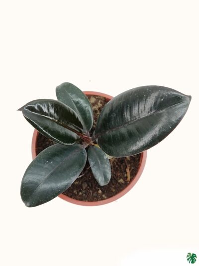 Dwarf-Black-Prince-Rubber-Plant-3x4-Product-Peppyflora-01-b-Moz