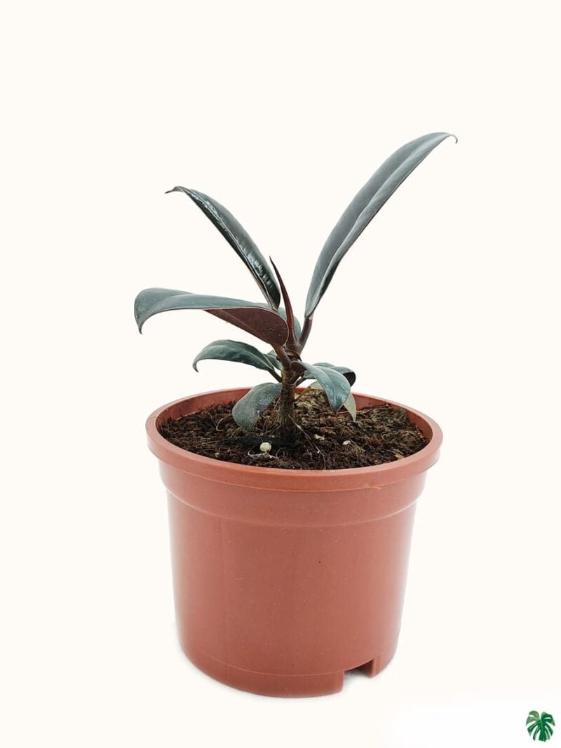 Dwarf-Black-Prince-Rubber-Plant-3x4-Product-Peppyflora-01-c-Moz