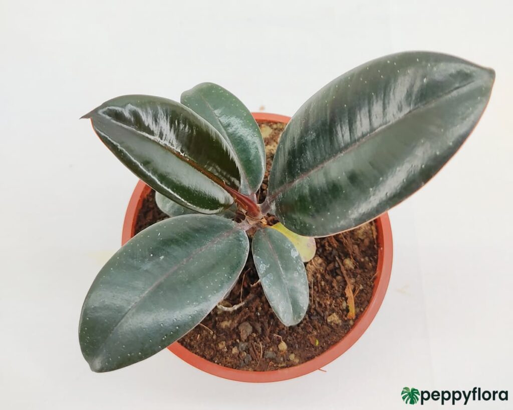 Dwarf-Black-Prince-Rubber-Plant-Product-Peppyflora-02-Moz