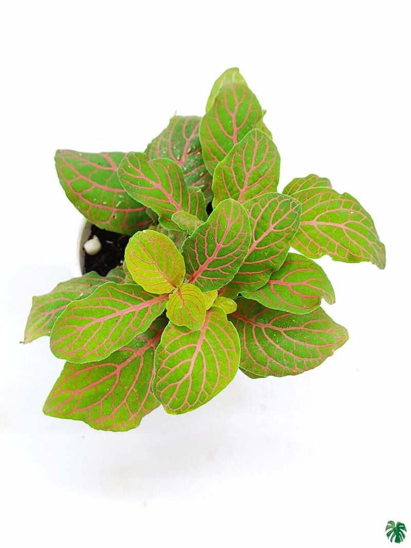 Fittonia-Verschaffeltii-Fortissimo-3x4-Product-Peppyflora-01-c-Moz