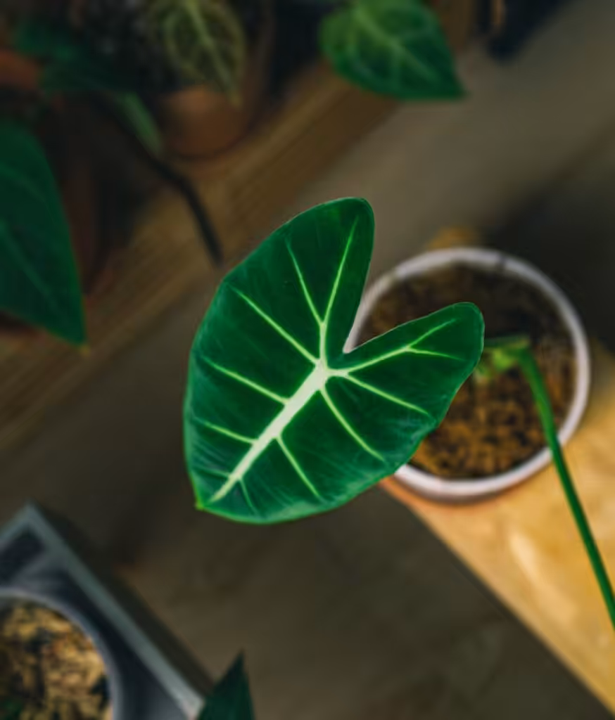 Peppyflora-Alocasia-Care-02-b-Moz