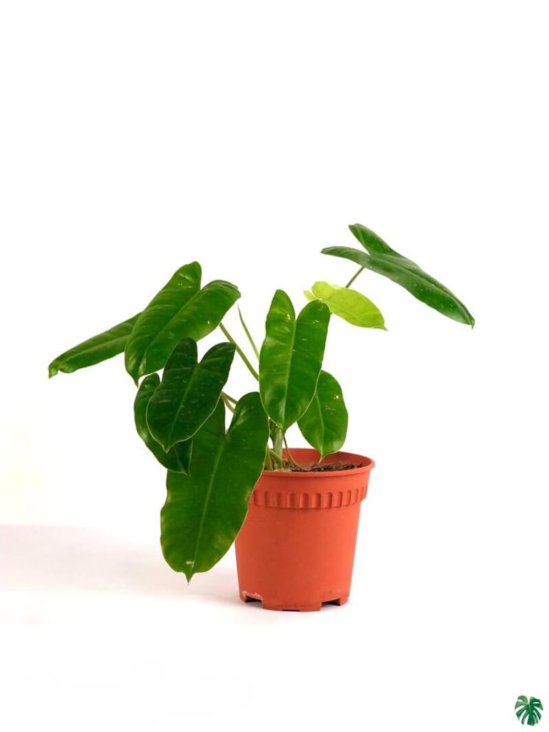 Philodendron Burle Marx 3X4 Product Peppyflora 01 A Moz