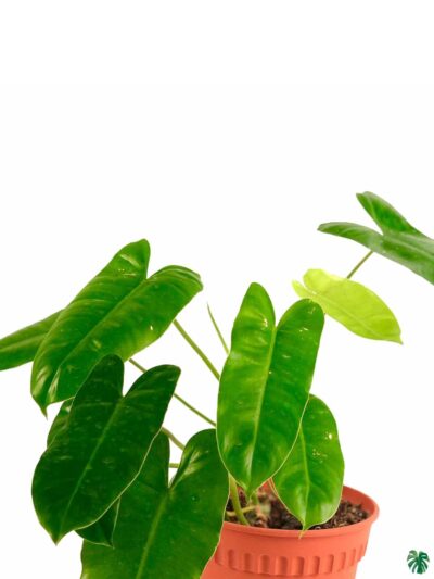 Philodendron-Burle-Marx-3x4-Product-Peppyflora-01-b-Moz