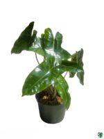 Philodendron-Burle-Marx-3x4-Product-Peppyflora-01-c-Moz