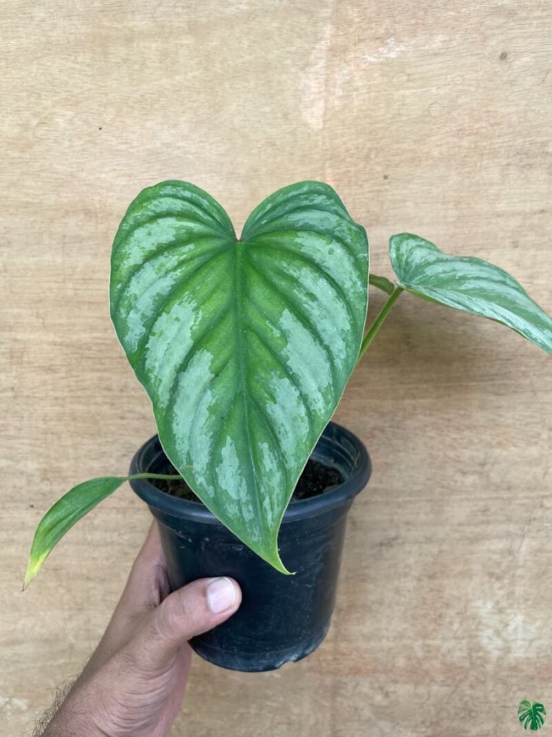 Philodendron Mamei 3X4 Product Peppyflora 01 A A Moz