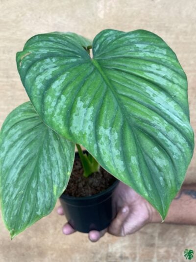 Philodendron-Mamei-3x4-Product-Peppyflora-01-c-Moz