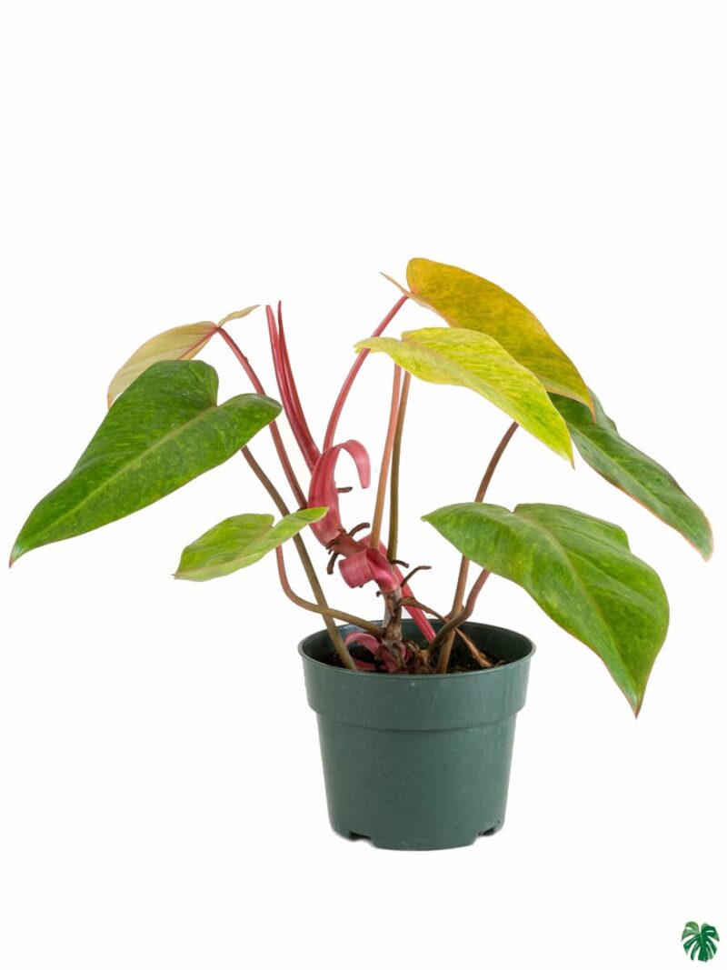 Philodendron Painted Lady 3X4 Product Peppyflora 01 A.1 Moz