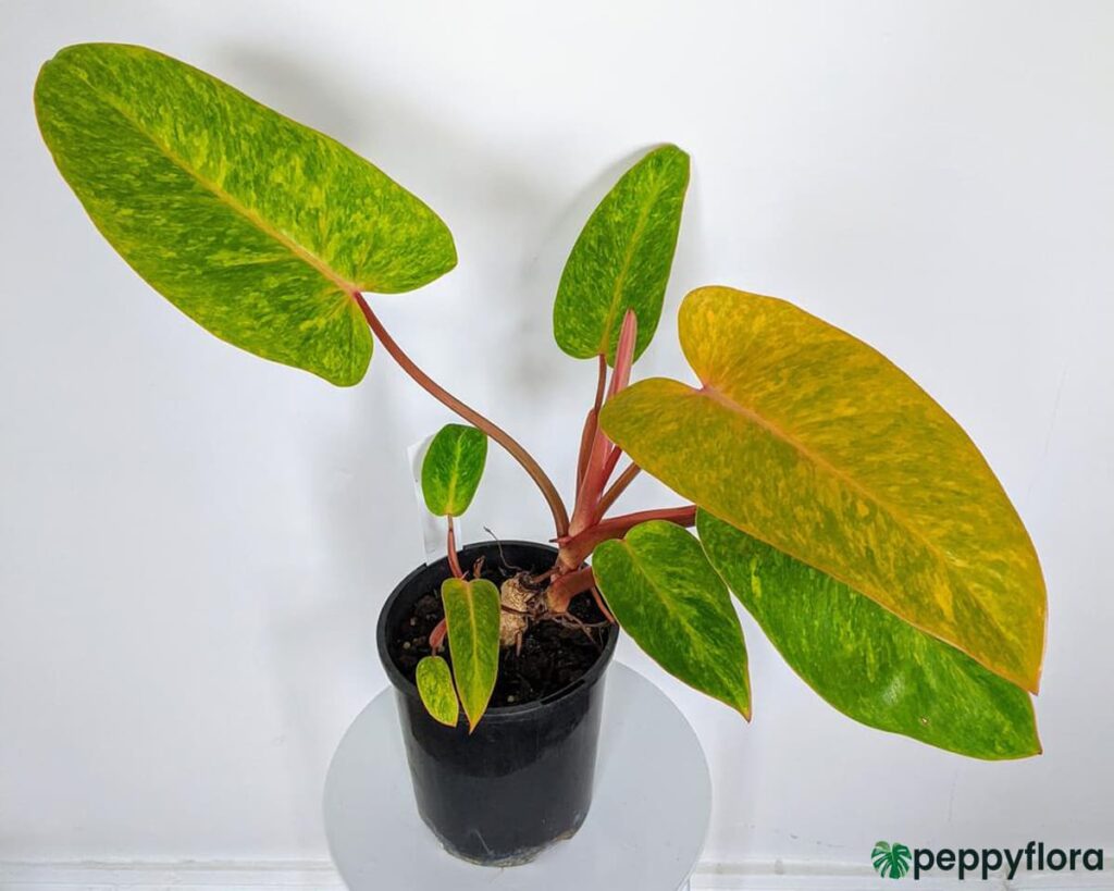 Philodendron Painted Lady Product Peppyflora 02 Moz