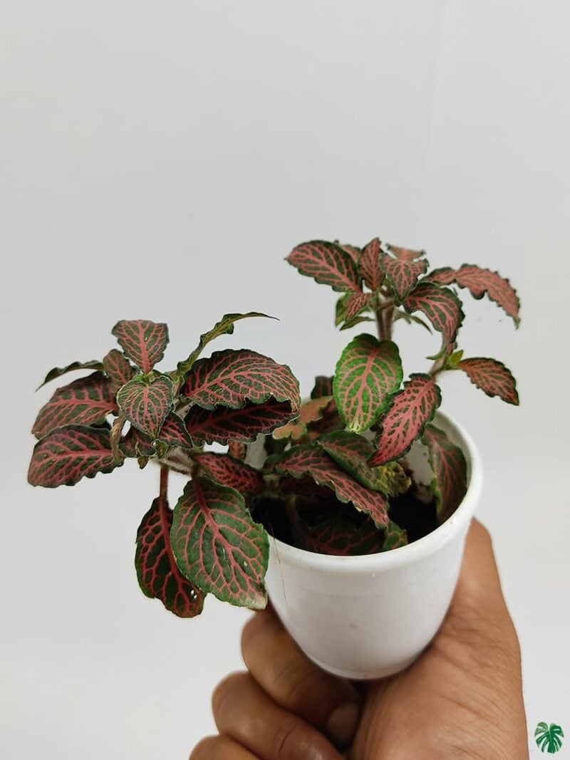 Red Fittonia Albivenis 3X4 Product Peppyflora 01 A Moz