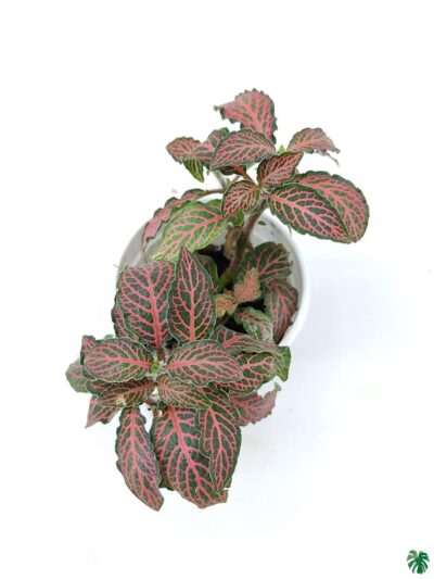Red-Fittonia-Albivenis-3x4-Product-Peppyflora-01-b-Moz