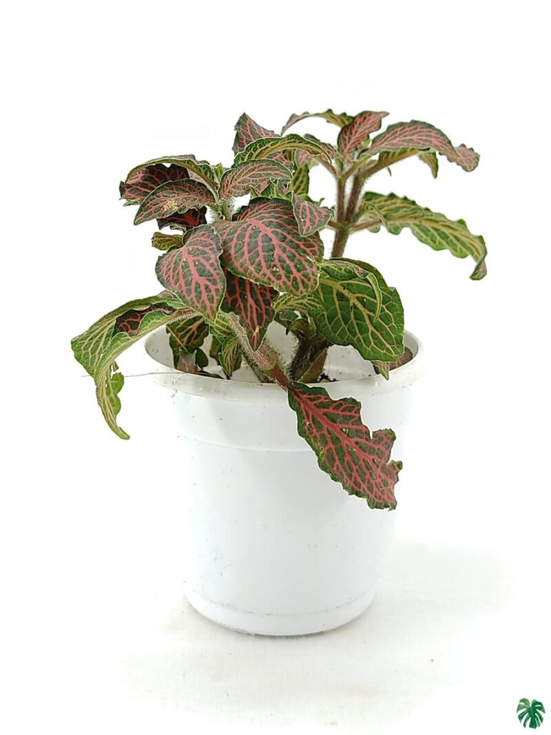 Red-Fittonia-Albivenis-3x4-Product-Peppyflora-01-c-Moz