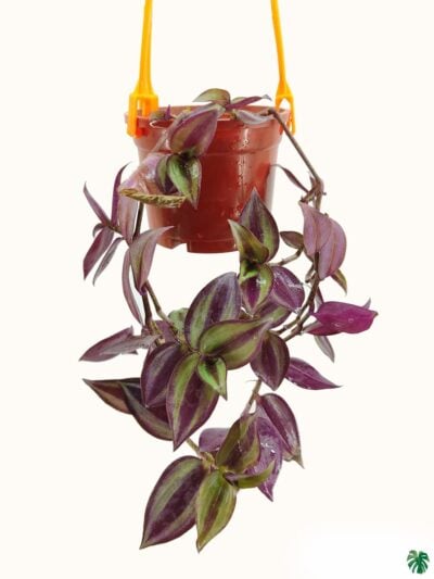 Tradescantia-Zebrina-Wandering-Jew-3x4-Product-Peppyflora-01-c-Moz