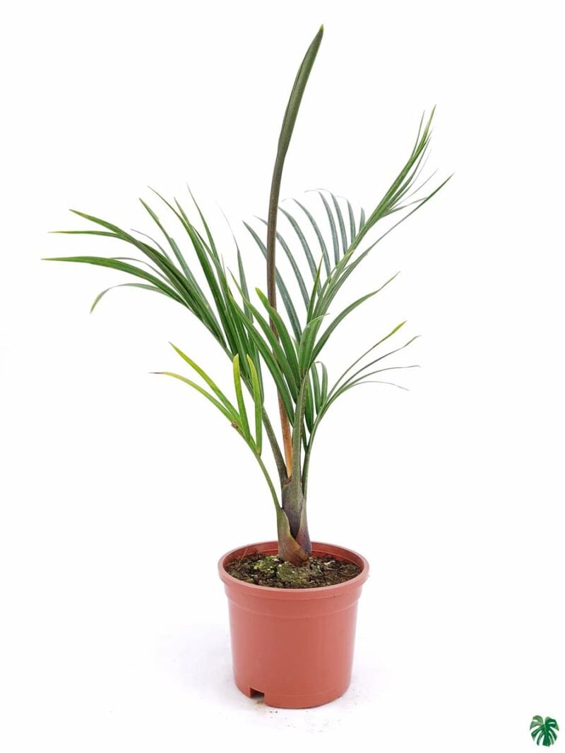Triangle Palm Neodypsis Decaryi 3X4 Product Peppyflora 01 A Moz