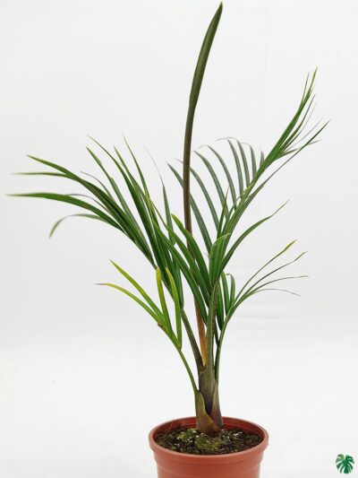Triangle-Palm-Neodypsis-Decaryi-3x4-Product-Peppyflora-01-b-Moz