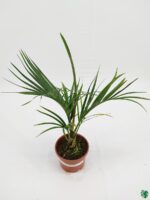 Triangle-Palm-Neodypsis-Decaryi-3x4-Product-Peppyflora-01-c-Moz