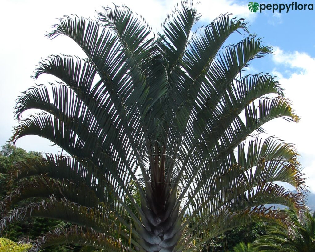Triangle-Palm-Neodypsis-Decaryi-Product-Peppyflora-02-Moz