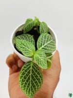 White-Fittonia-Albivenis-Nerve-Plant-3x4-Product-Peppyflora-01-a-Moz