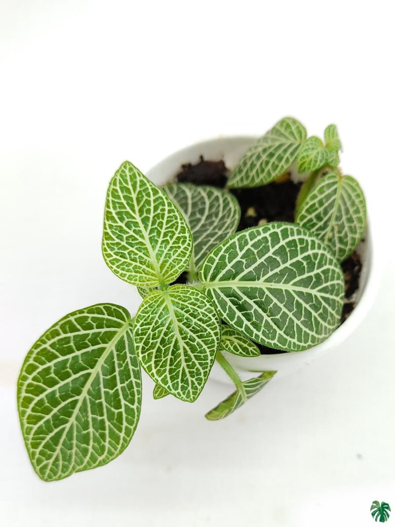 White-Fittonia-Albivenis-Nerve-Plant-3x4-Product-Peppyflora-01-b-Moz