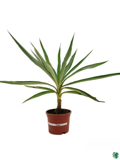 Yucca-Elephantipes-Silver-Star-3x4-Product-Peppyflora-01-a-Moz