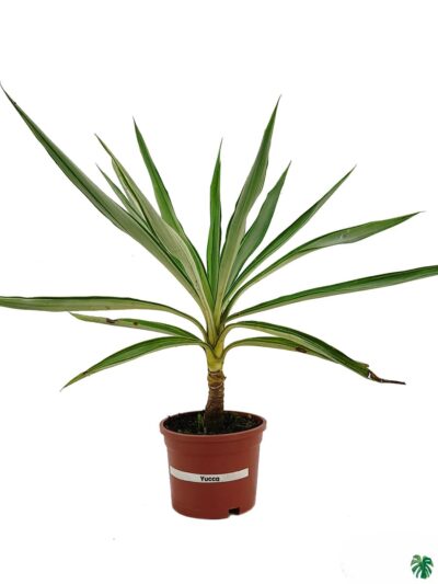 Yucca-Elephantipes-Silver-Star-3x4-Product-Peppyflora-01-b-Moz