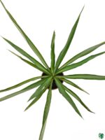 Yucca-Elephantipes-Silver-Star-3x4-Product-Peppyflora-01-c-Moz
