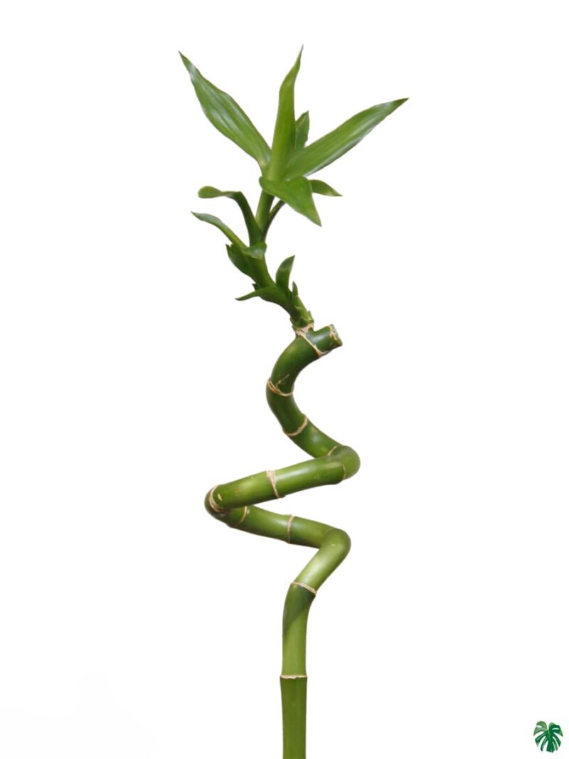 60 Cm Spiral Stick Lucky Bamboo 3X4 Product Peppyflora 01 A Moz