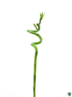 60-cm-Spiral-Stick-Lucky-Bamboo-3x4-Product-Peppyflora-01-c-Moz