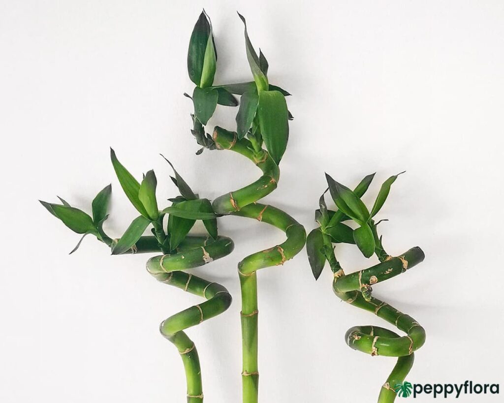 60-cm-Spiral-Stick-Lucky-Bamboo-Product-Peppyflora-02-Moz