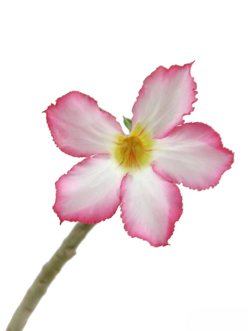 Adenium Obesum Pink Single Petal 3X4 Product Peppyflora 01 A Moz