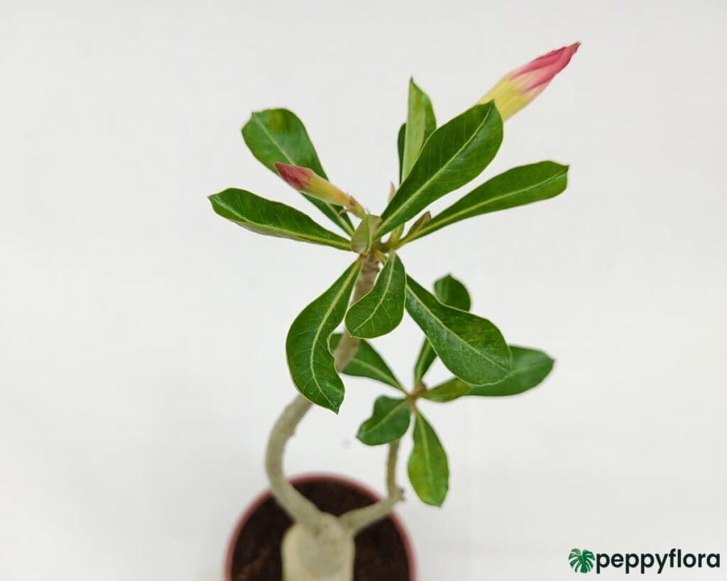 Adenium Obesum Pink Single Petal Product Peppyflora 02 Moz