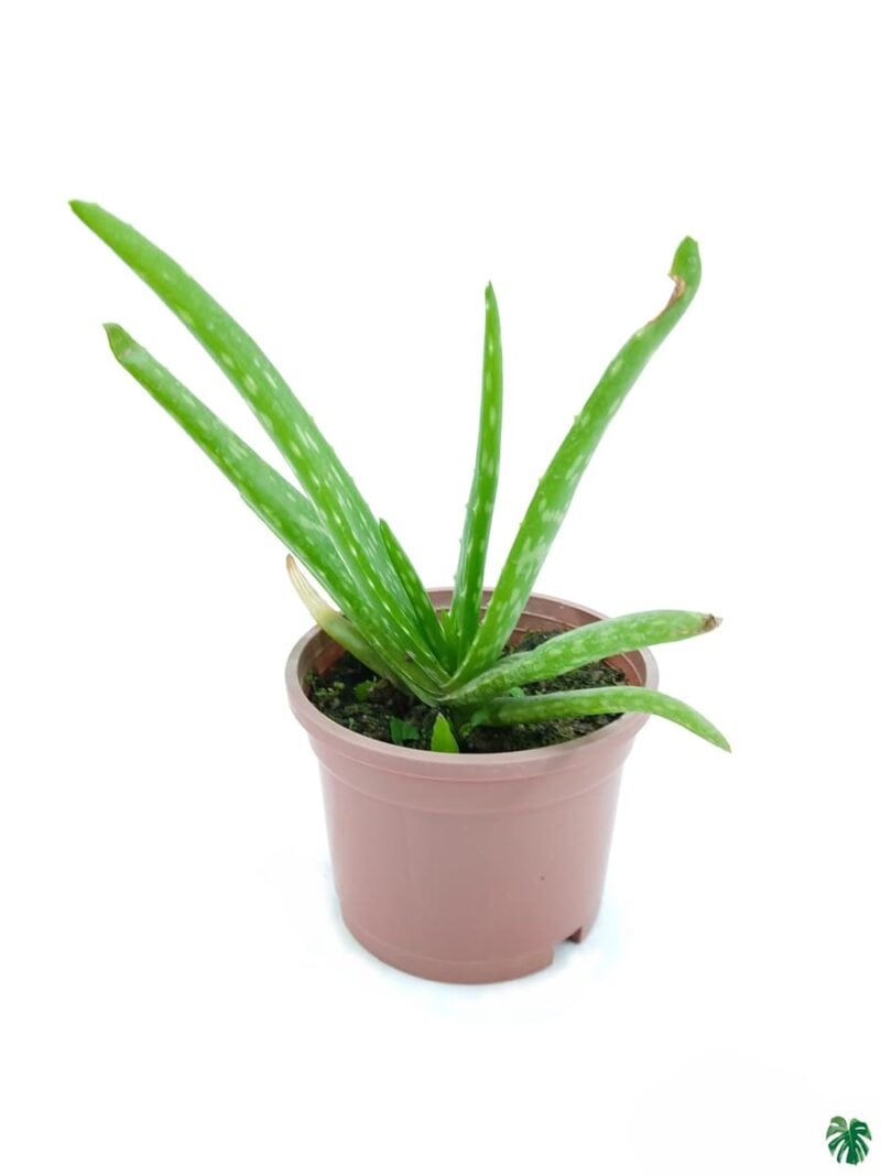 Aloe Vera Plant 3X4 Product Peppyflora 01 A Moz