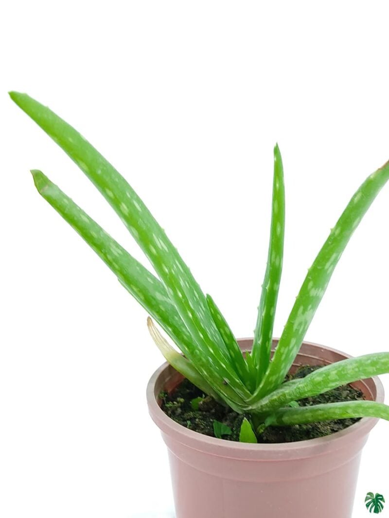 Aloe-Vera-Plant- 3x4-Product-Peppyflora-01-b-Moz