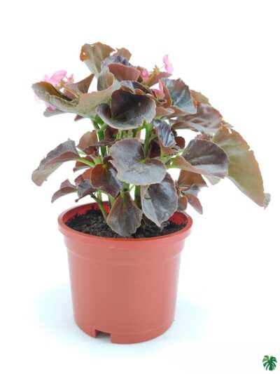 Bada-Boom-Pink-Begonia-3x4-Product-Peppyflora-01-b-Moz