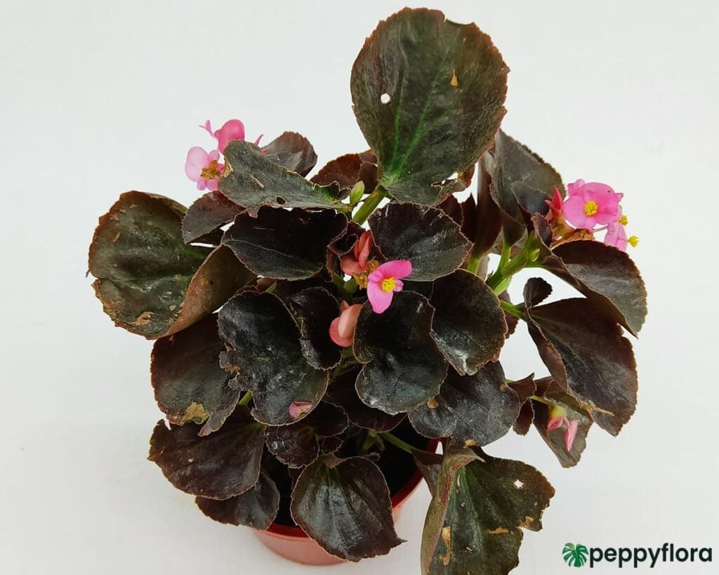 Bada-Boom-Pink-Begonia-Product-Peppyflora-02-Moz