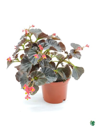 Bada-Boom-Scarlet-Begonia-3x4-Product-Peppyflora-01-a-Moz