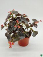 Bada-Boom-Scarlet-Begonia-3x4-Product-Peppyflora-01-b-Moz
