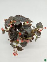 Bada-Boom-Scarlet-Begonia-3x4-Product-Peppyflora-01-c-Moz