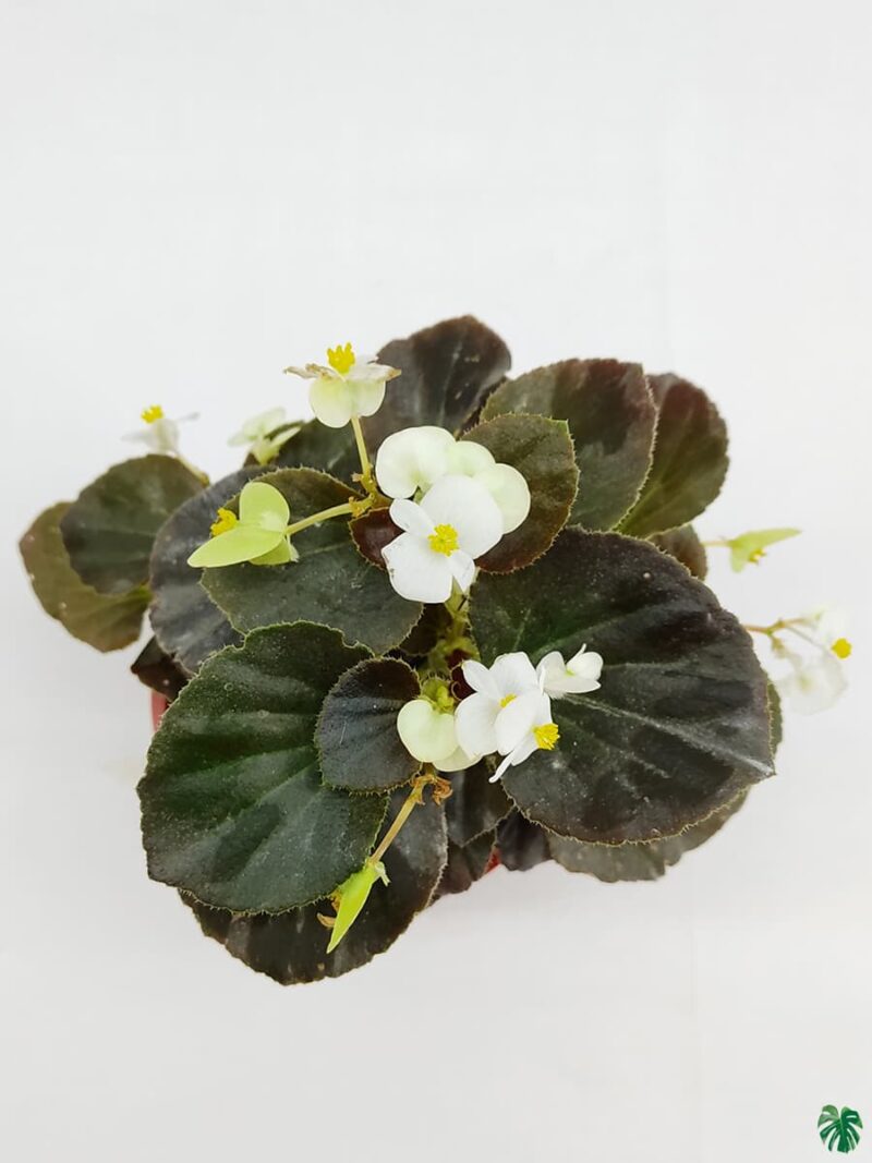Bada-Boom-White-Begonia-3x4-Product-Peppyflora-01-c-Moz