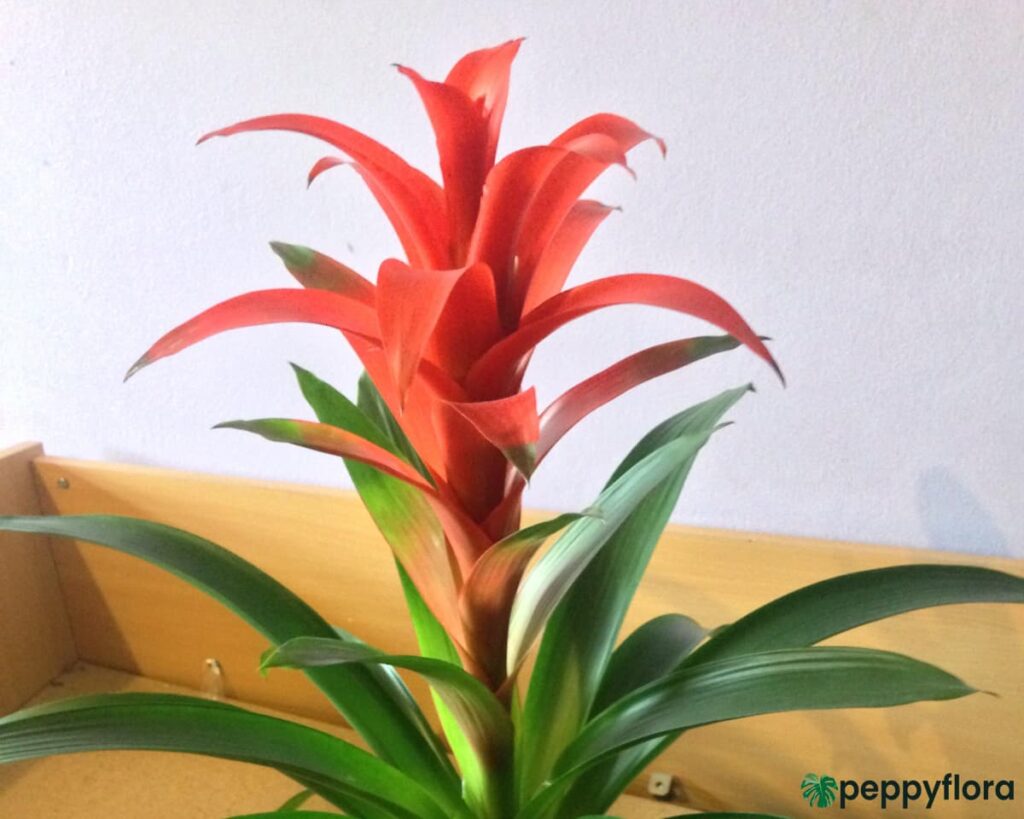 Bromeliad Guzmania Hope Product Peppyflora 02 Moz